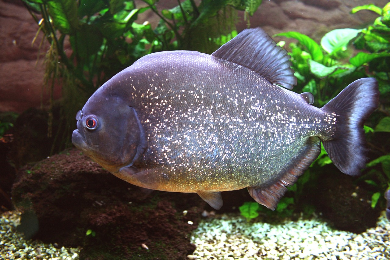 Prora Fish Providers, your language may have more power than you realize (Revisited)